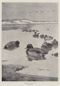 Patos-reais na costa